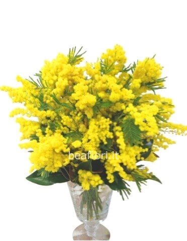 Bouquet di mimosa