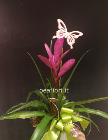 TILLANDSIA