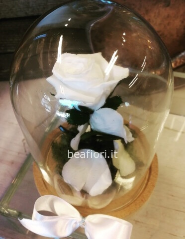 La rosa Incantata misura piccola