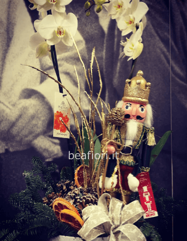 Orchidea Phalenopsis con scatola e schiaccianoci