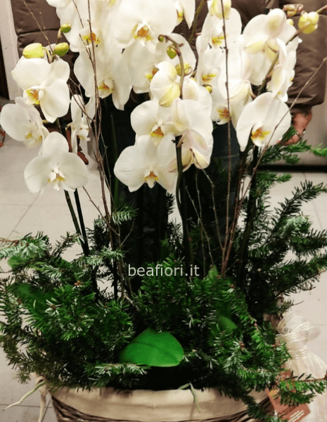 Composizione con orchidee