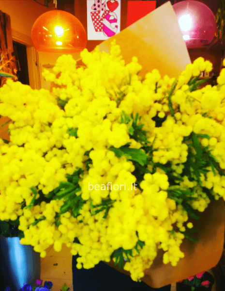 Super bouquet di mimosa