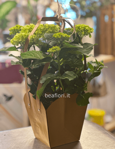 Ortensia bianca in pianta