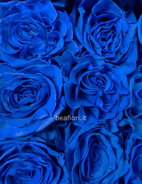 Rosa blu!