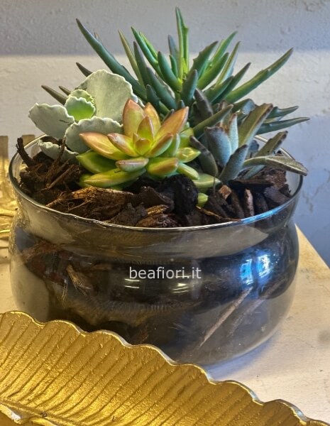 Giardinetto piante succulenti in vetro