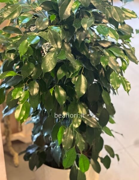 Ficus in vaso di metallo