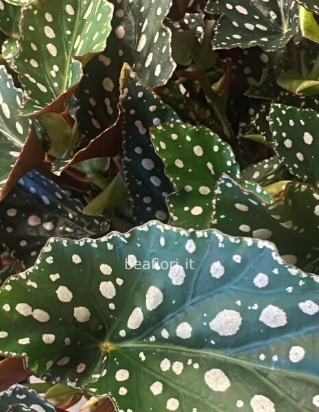 Begonia maculata