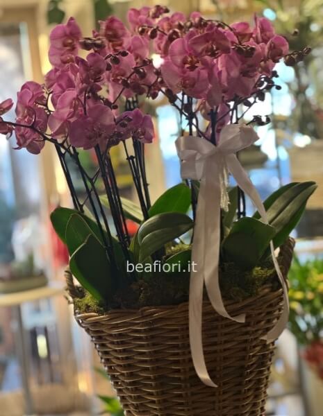 Cesto di orchidee