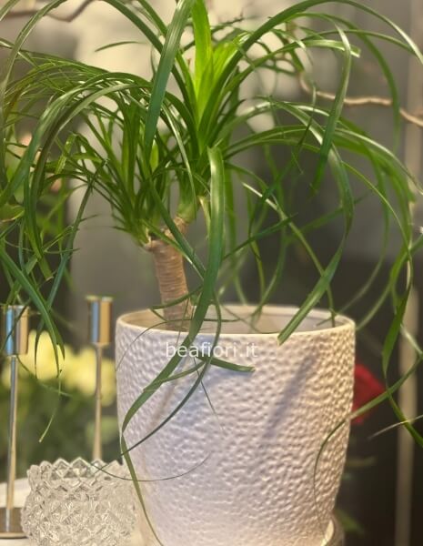 Beaucarnea, è soprannominata anche “pianta mangiafumo”