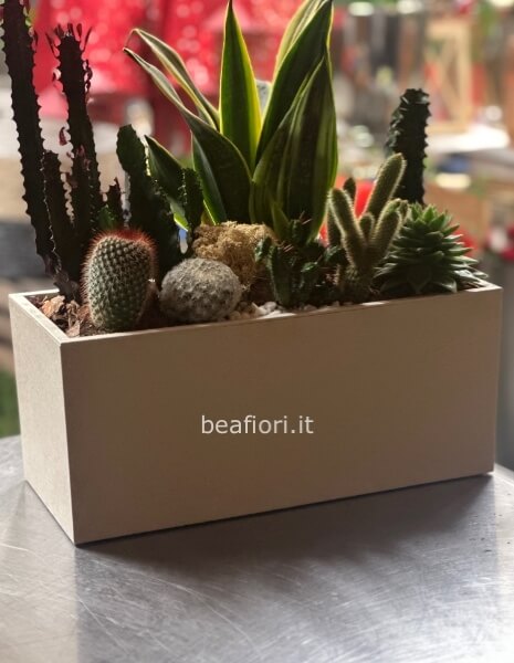 Cassetta di piante grasse