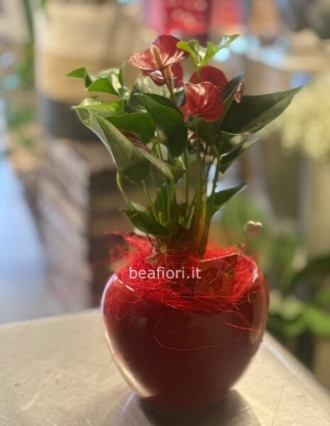 Anthurium con vaso ceramica a forma di cuore