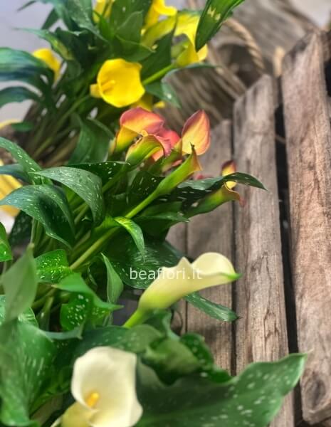 Calla in vaso confezionata