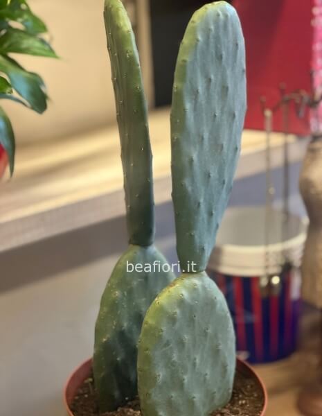 OPUNTIA