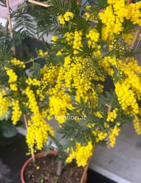 Pianta di mimosa a Spalliera