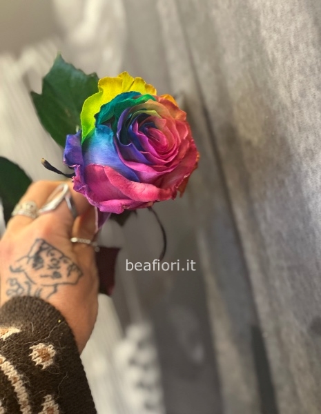 Rose arcobaleno