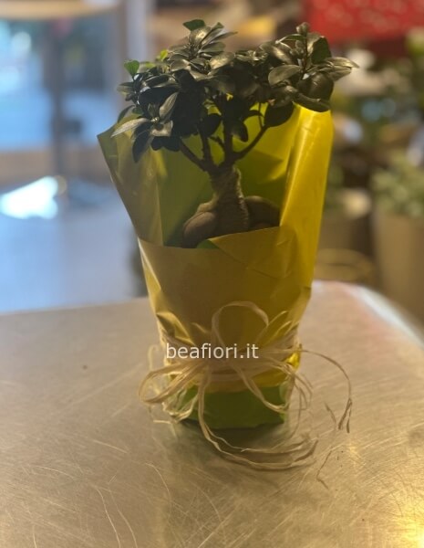 Ficus beniamina bonsai