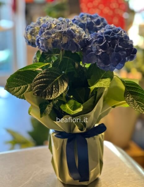 Ortensia blu
