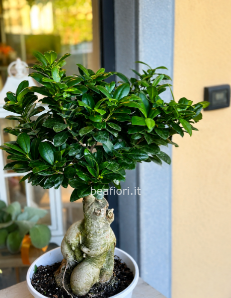 Ficus ginseng bonsai