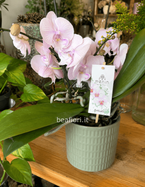 Orchidea Botticelli con vaso in ceramica