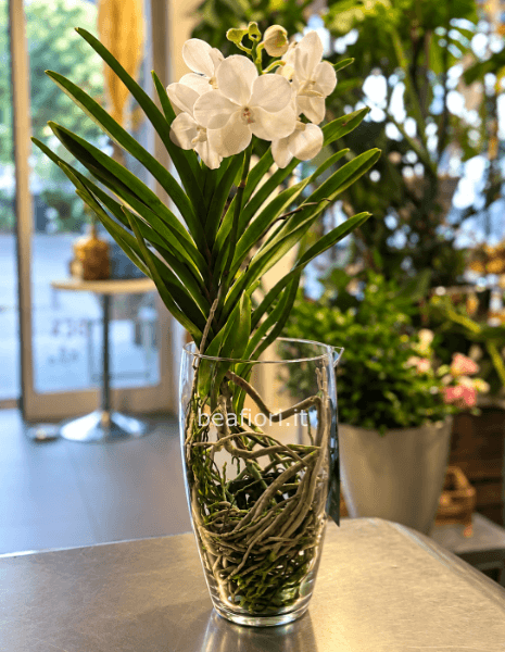 Orchidea Vanda