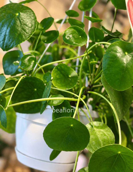 Pilea peperomioides