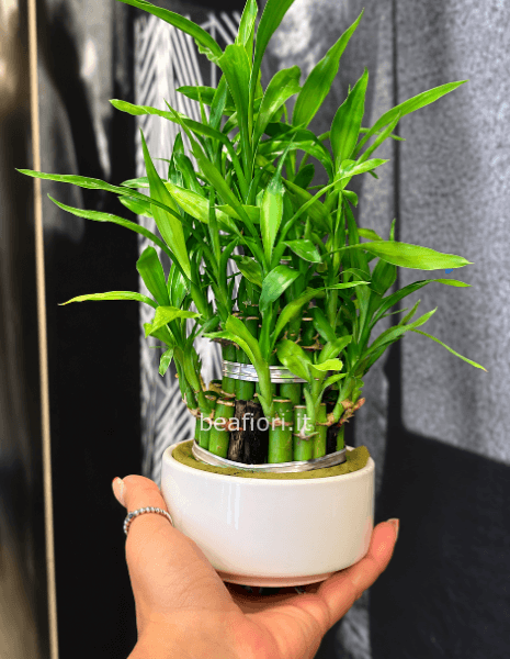 Lucky bamboo