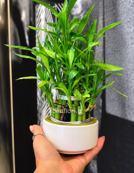 Lucky bamboo