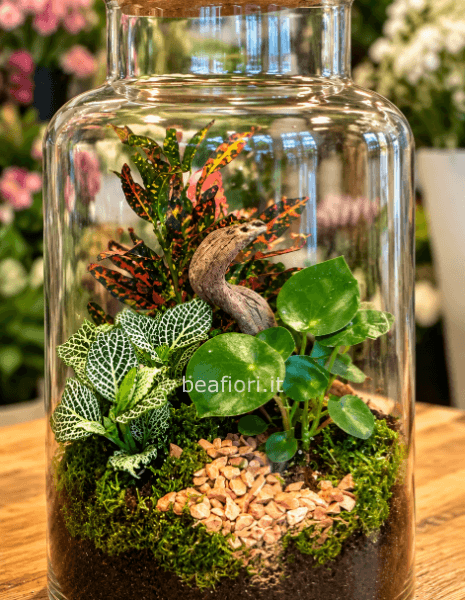 Terrarium big
